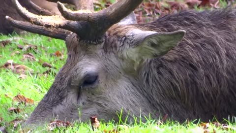 Discovering Britain's Natural Treasures: A Wildlife Primer