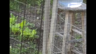 Watch this adorable Robin taking a bath as Sparrow crashes the party! (Enlarge video for best viewing)