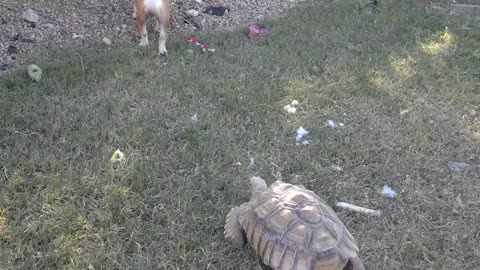 Tortoise chasing dog