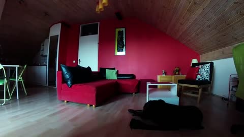 Hidden camera time lapse exposes dog's "productive" day