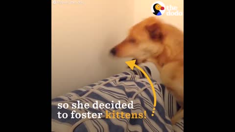 Rescue Dog OBSESSED With Foster Kittens | The Dodo