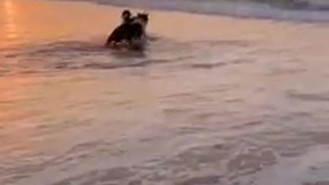beautiful two dog in the beach