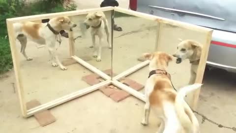 Mirror Prank Dog Hilarious | Funny Reaction | indian village July 2021