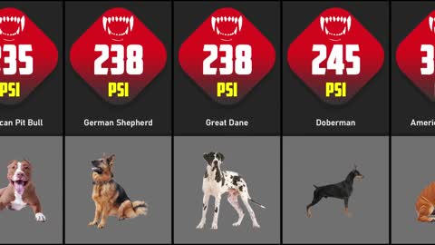 Dog Bite Force Comparison