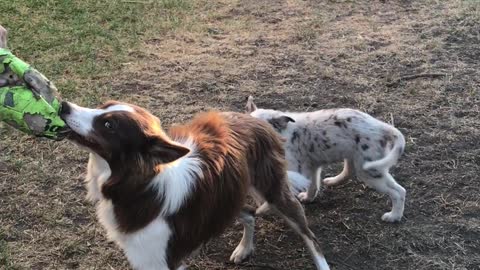 Puppy pulls on dog's tail while it plays tug-of-war