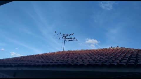 On a cold day in Brazil, the little doves decided to take a sunbath on the antenna