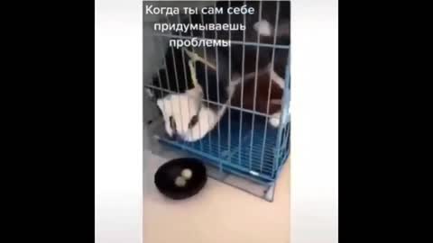 The Most Funny Animal Videos Complation