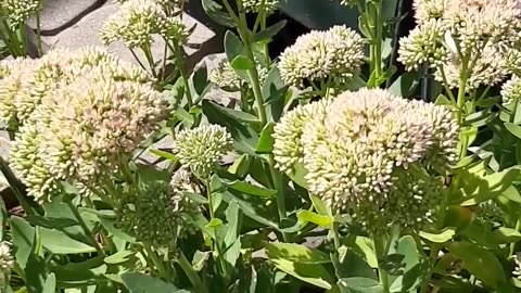 Pollinators And Sedums