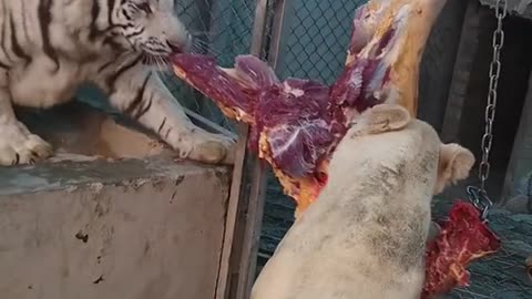 seconds the white tiger and the white lion fight over the meat