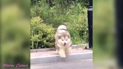 Cute Poppies Alaskan Malamute Cutest and Funniest Moments New Compilation