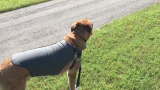 Otis Laser walks the wall