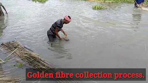 Jute collection - Golden fibre collection - Fibre collection -Fibre separation-jute plants.