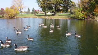 Ducks in the Pond with dji Mavic Mini