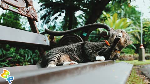 Cat while relaxing