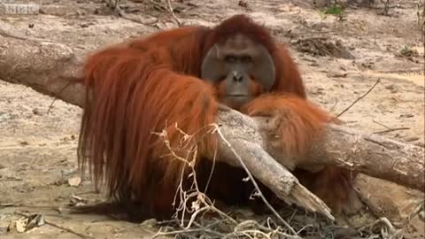 Will Hercules the Orangutan Learn to Climb? | Orangutan Diary | BBC Earth