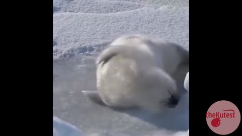 Cute Baby Seal Can't Roll Over
