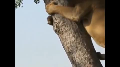 The lion's climbing of the tree for food