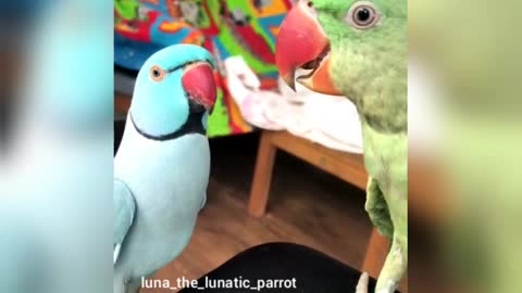 Stare Down Parrot Style