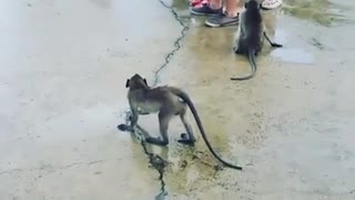 Wet floor monkey hands in front moving