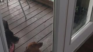 Dog jumping in slow motion against door