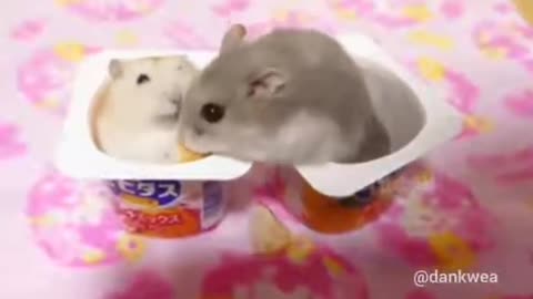 hamster slap