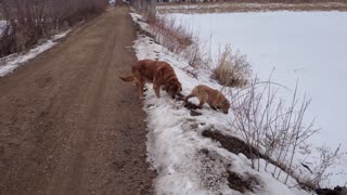 Little Golden Retriever shows Big Golden who is bossy!