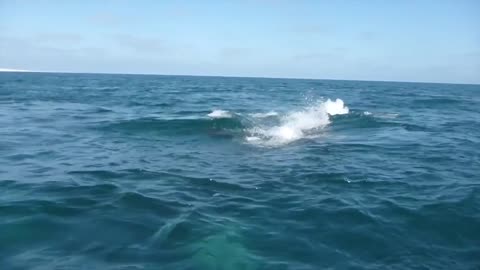 ¡Foca sale de paseo sobre el lomo de una ballena!