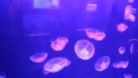 Video Of Jellyfishes Inside Of Aquarium