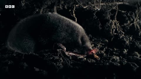 The Weird and Wonderful StarNosed Mole Mammals BBC Earth