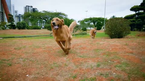 Dog Running In Epic Slow Motion