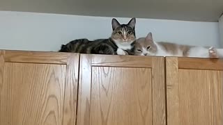 Cupboard Kitties