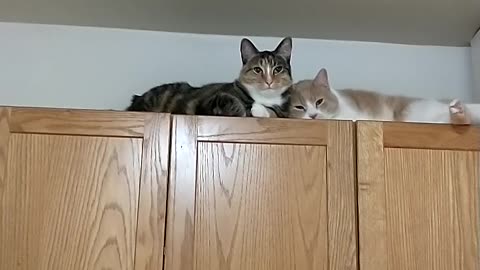 Cupboard Kitties