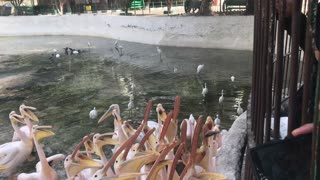 Group of hungry Great Pink Pelican fighting for food