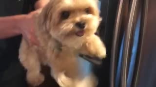 Dog tries to run fast while held in air fridge