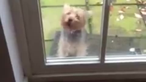 Yorkshire Terrier Behind Glass