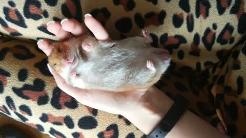 Adorable Sleeping Hamster In Human Hands