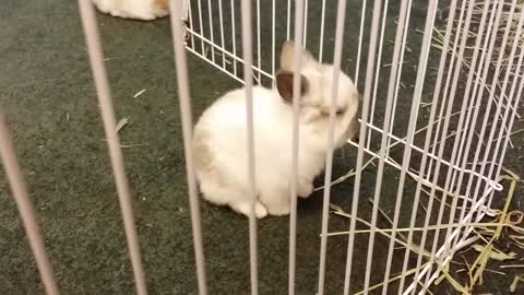 Cute Chinchilla bunny playing in pen