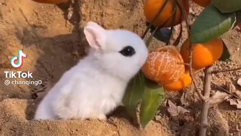 Cute rabbit 🐇