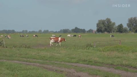 How Dutch Gouda Is Made At A 100-Year-Old Family Farm | Regional Eats | Food Insider