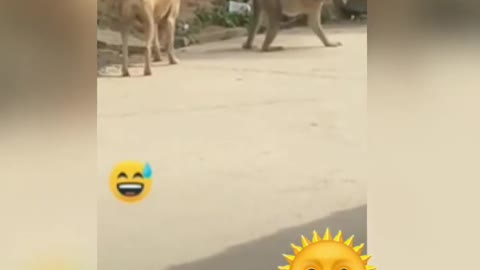 Dog and monkey funny video.