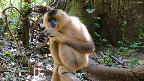 monkey feeding on the branch