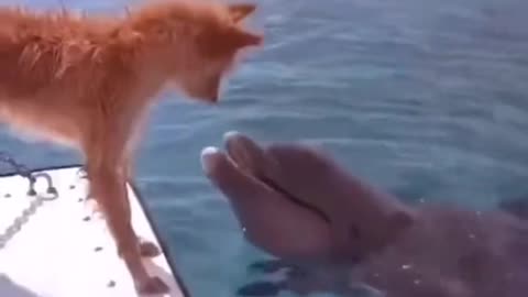 Dolphins save dogs, the world is full of love