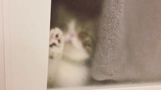 Gato triste quiere meterse al baño con su dueña