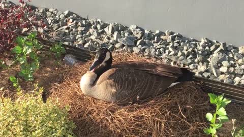 Goose Learns About the Importance of Fathers