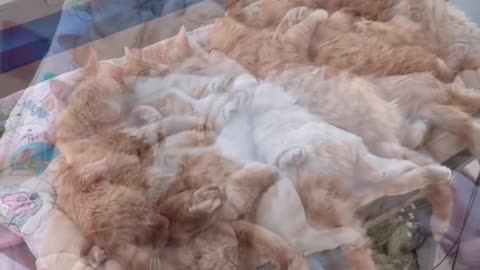 A Sweet Heartwarming Ginger Kitty Family