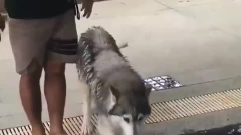 Scared Doggo takes his first dip when puppers show him how i