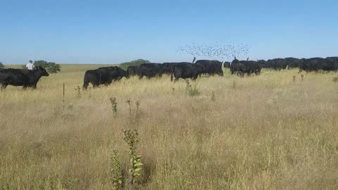 Cattle getting their fresh buffet of prairie grasses!