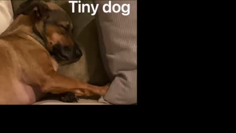 Tiny dog VS Huge dog who will win