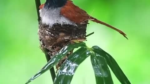 The lifeband bird uses its body to protect its children