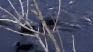 baby ducks swim in the river at night